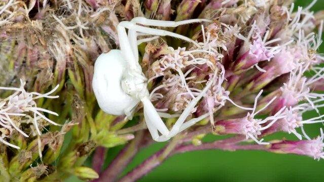 Predator and Prey, Flower Crab Spider (Misumena vatia) on a flower
