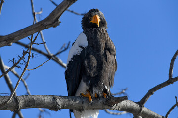he white-shouldered eagle is sitting on a branch