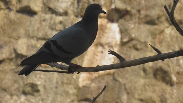 Columba livia rustica- Indian rock Peagon in the wild - HD - ProRes