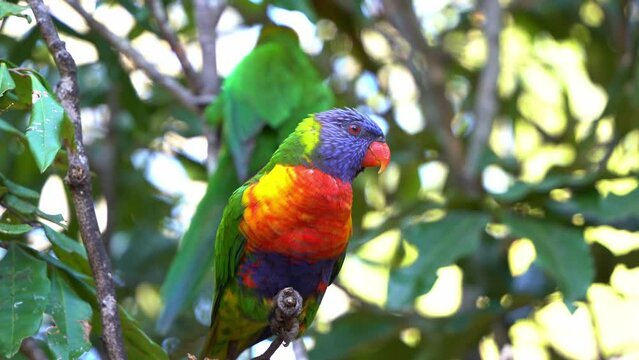 Close up shot of beautiful rainbow lorikeets, trichoglossus moluccanus with vibrant colourful plumage, perching on the tree branch in its natural habitat, curiously wondering around the surroundings.