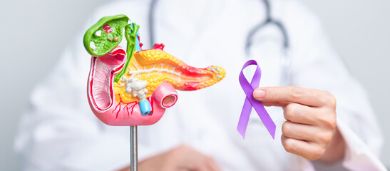 Doctor holding Purple ribbon with human Pancreas model for support Pancreatic cancer November awareness month, Pancreatitis, Digestive system, World Cancer day and Health concept