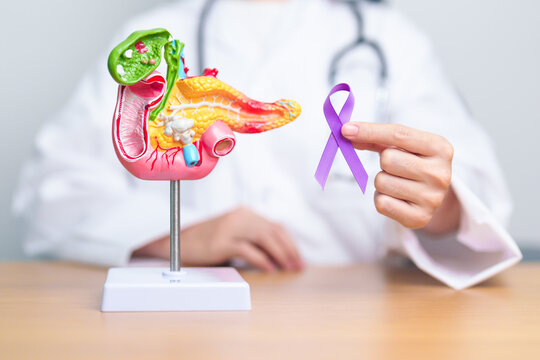 Doctor holding Purple ribbon with human Pancreas model for support Pancreatic cancer November awareness month, Pancreatitis, Digestive system, World Cancer day and Health concept
