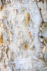 Closeup of pealing and textured birch bark as a white nature background
