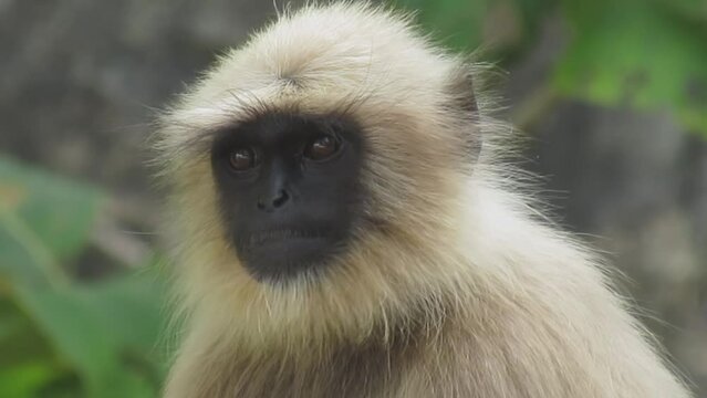 Indian monkey or gray langur or  Hanuman langur or Semnopithecus entellus sitting on a branch forest jungle. Monkey in forest HD footage.

