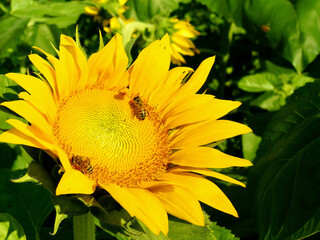 Giant sunflowers in full bloom with two cute little bees collecting nectar on them