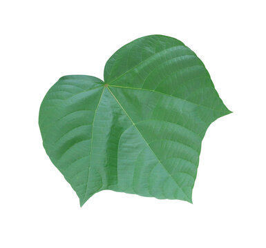 Portia Tree or Cork Tree or Tulip Tree. Close up green leaf of Portia tree isolated on transparent background