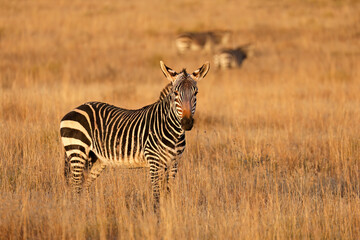 Cape mountain zebra (Equus zebra) in open grassland, Mountain Zebra National Park, South Africa.