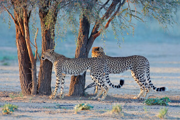 Two cheetahs (Acinonyx jubatus) in natural habitat, Kalahari desert, South Africa.
