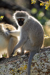 A vervet monkey (Cercopithecus aethiops) sitting in a tree, South Africa.