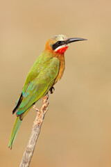 A white-fronted bee-eater (Merops bullockoides) perched on a branch, Kruger National Park, South Africa.