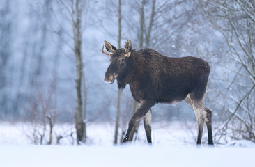 elk or moose ( Alces alces )