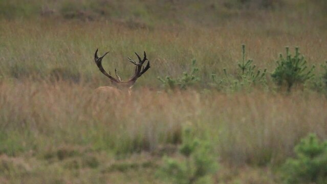 Red deer stag in tall grass of meadow struts around during mating season