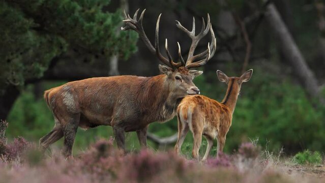 Red deer stag with impressive antlers and muddy coat walks among harem of hinds