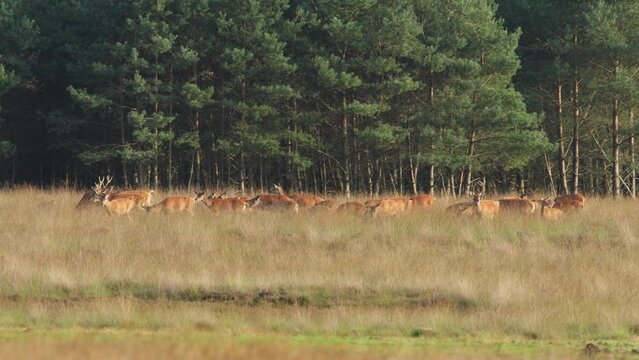 Herd of red deer move and graze along glade on Veluwe forest edge, the rut