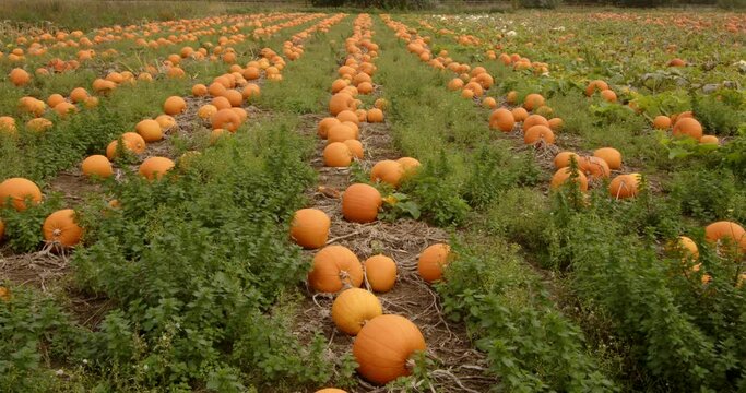 Mid shot Looking up a line of pumpkins growing in a field