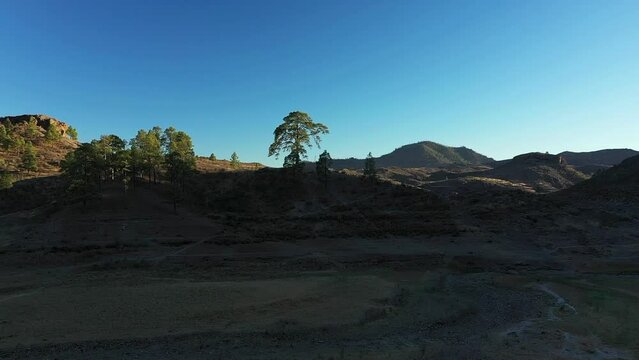Famous Cassandra tree and Las Ninas lake valley scenery, Gran Canaria.