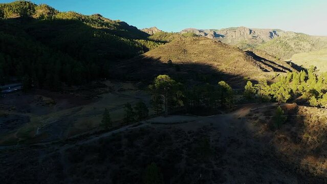 Legendary Cassandra pine tree in Las Ninas lake valley, Gran Canaria.