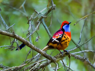 Naklejka premium A colorful bird sits on a branch in the forest 