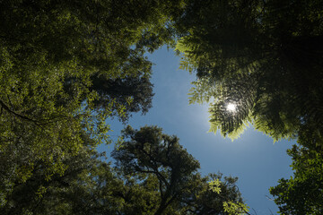 Looking up at the sky through the forest