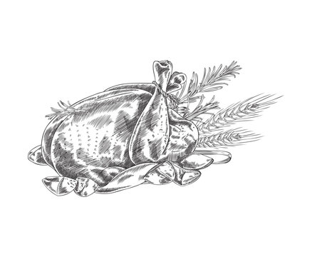 Roast poultry, turkey or chicken, hand drawn vector illustration.