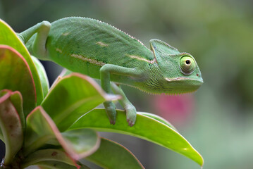 A veiled chameleon on a leaf