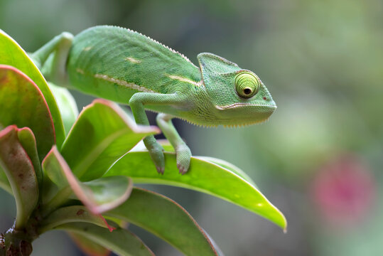 A veiled chameleon on a leaf