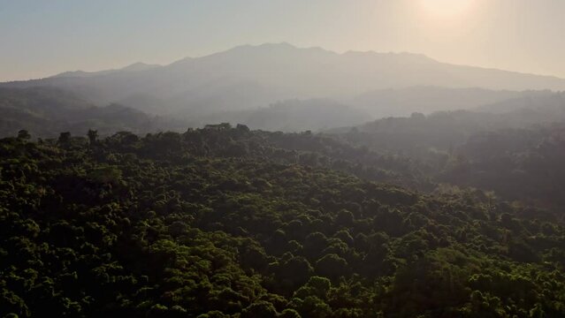 Lush Woodland Against Mist-shrouded Mountains
