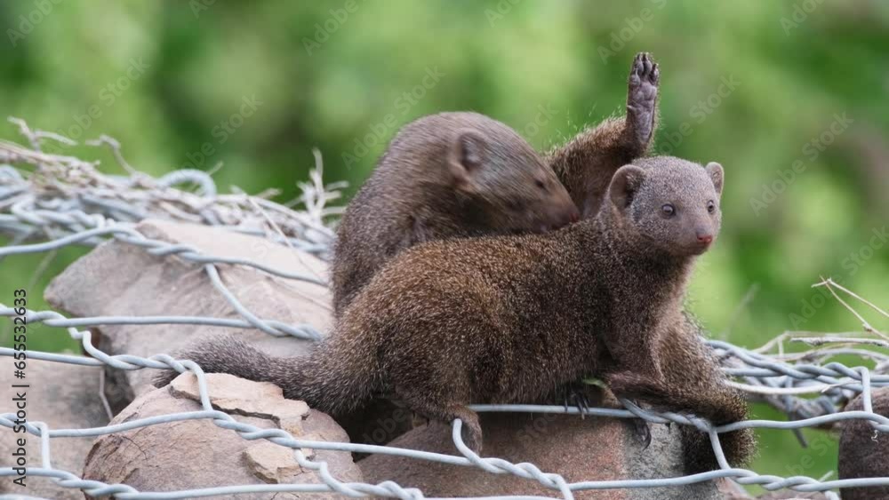 Poster two dwarf mongoose sitting on the rock covered by wire mesh. - close up