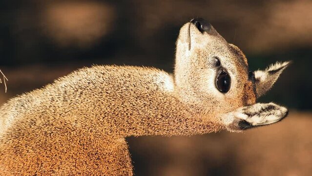 Side View Of Female Klipspringer Looking Afar Under The Sun In Africa. - vertical close up