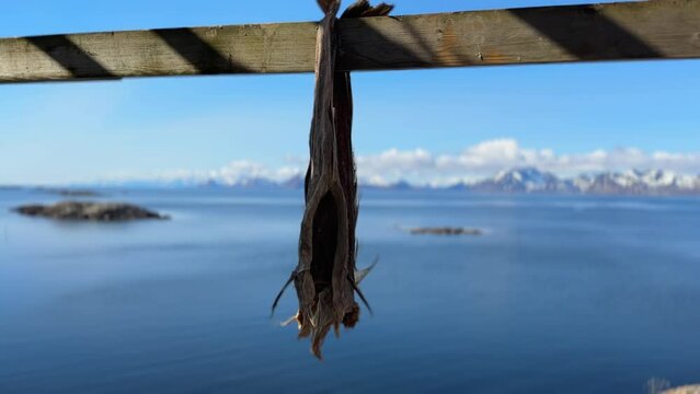 Pair of dryish hanging in the wind to dry on Lofoten Islands in Henningsvaer