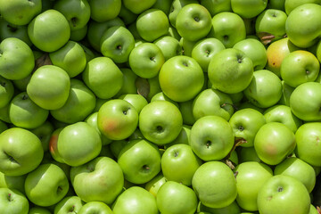 fresh green apple as fruit background