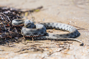 Beautiful water snake in natural habitat