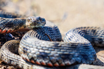 Beautiful water snake in natural habitat