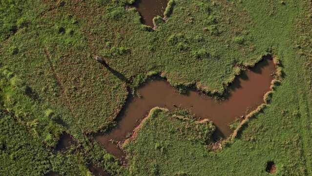 Lone Carabao On A Marshy Terrain
