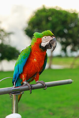Portrait of Green Macaw bird, the buffon's parrot perching on the branch with green leafs in background