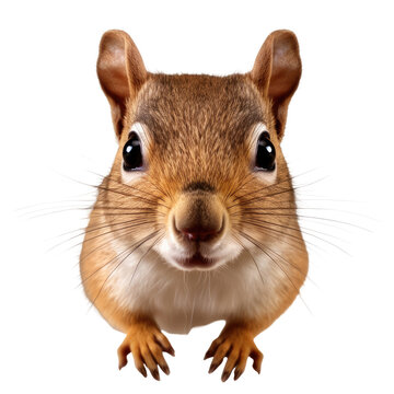Squirrel face shot isolated on transparent background