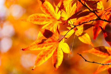 平岡樹芸センターの紅葉