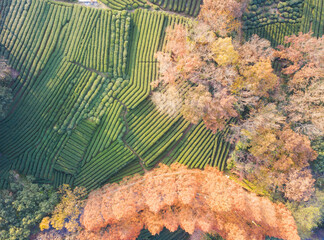 Autumn Tea fields in Hangzhou, Shanghai, China