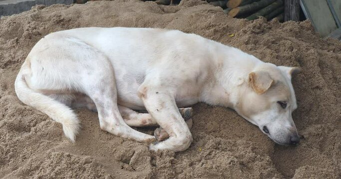 Close up of a mixed breed dog sleeping on a pile of sand