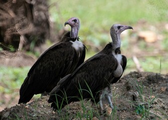 group of vultures gathering on the ground in Africa