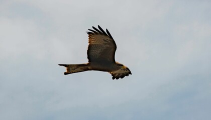 hawk in flight with spread wings up in the sky