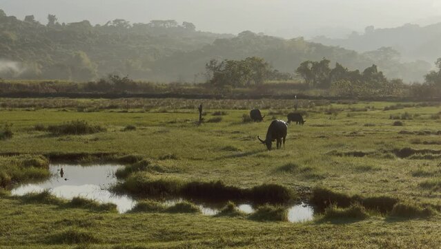 Water Buffaloes Grazing On Marsh Grass