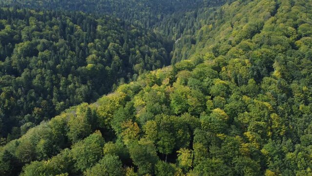 Flying over a valley covered with beech and pine trees forest in early autumn season. Drone view with circle and panning motion of wild forest in the fall