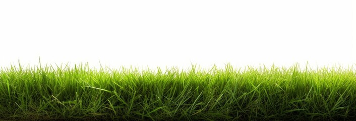 A freshly cut, mowed lawn with longer grass at the edge of the lawn that is yet to be cut isolated against a white background, Generative AI