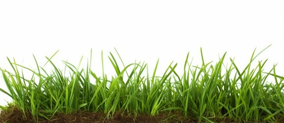 Fresh long green grass isolated against a flat background, Generative AI
