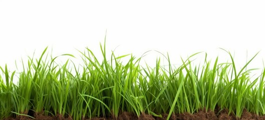 Obraz premium Fresh long green grass isolated against a flat background, Generative AI
