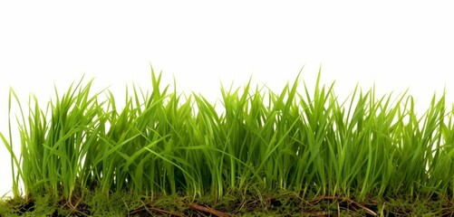 Fototapeta premium Fresh green grass isolated against a white background, Generative AI
