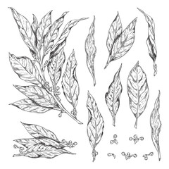 Set of hand drawn monochrome bay leaves sketch style, vector illustration