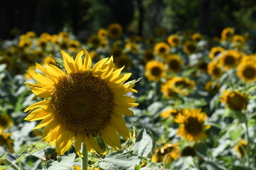 太陽に向かって咲くひまわり