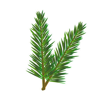 Vector green fir tree twig on white background